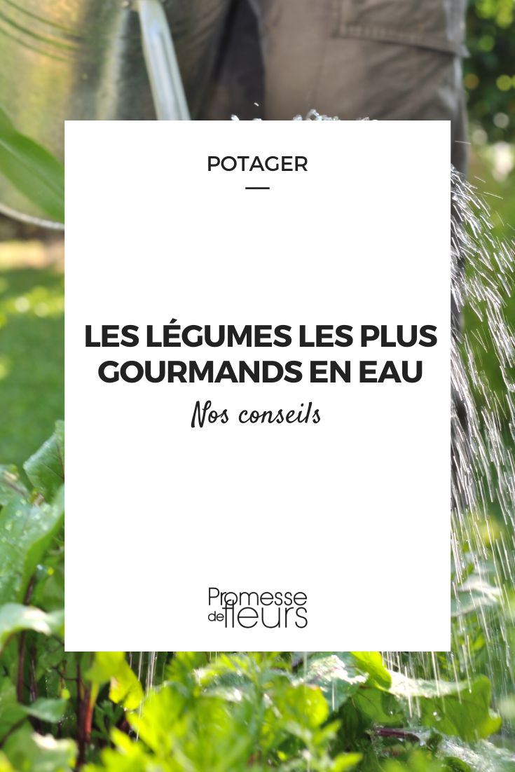 potager les legumes les plus gourmands en eau