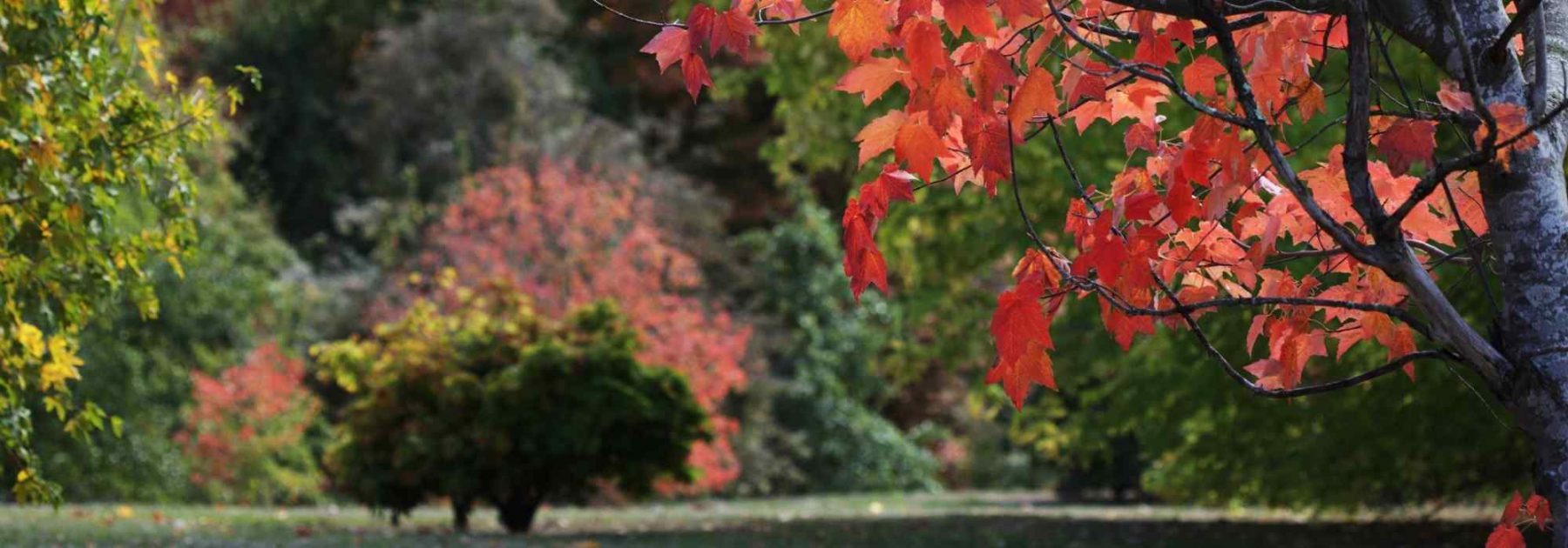 Planter en automne : est-ce la meilleure période ?