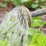 Potager : Quels légumes arroser en priorité ?