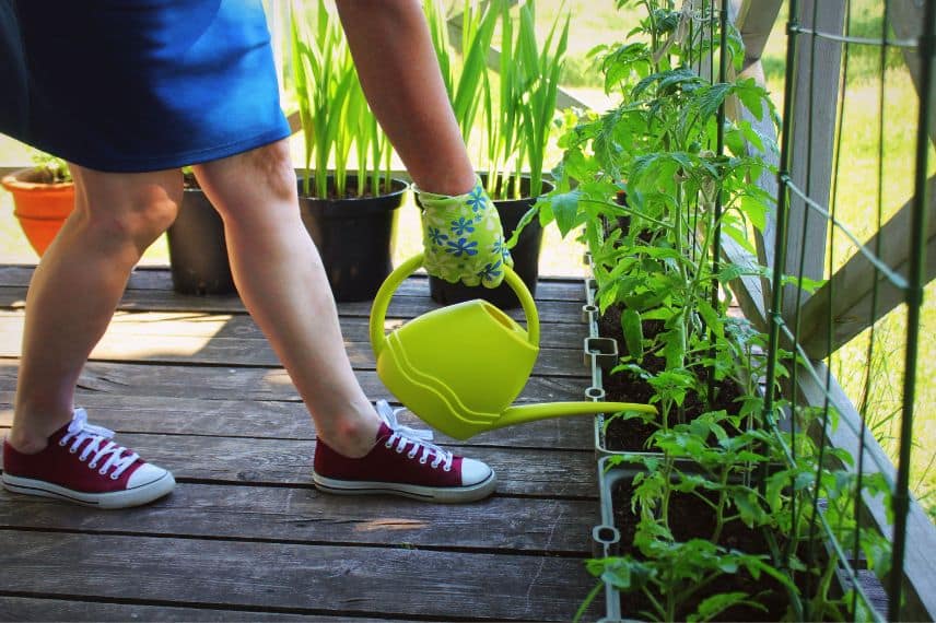 priorité arrosage potager 