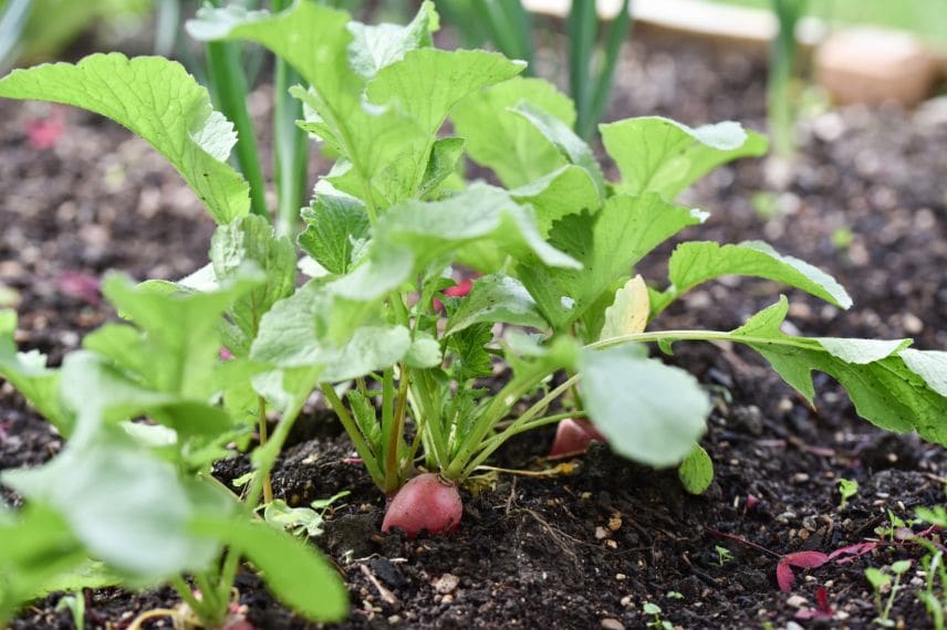 priorité arrosage potager 