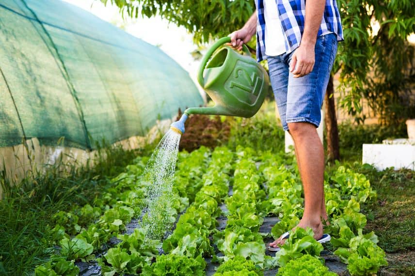 priorité arrosage potager 