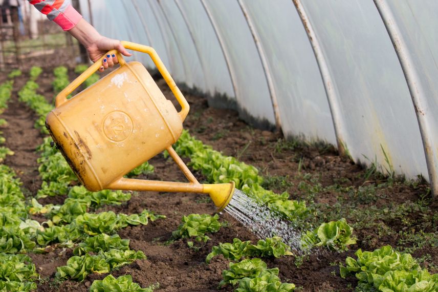 priorité arrosage potager 