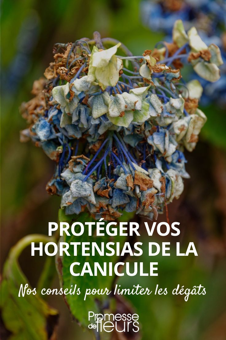 proteger les hortensias de la canicule