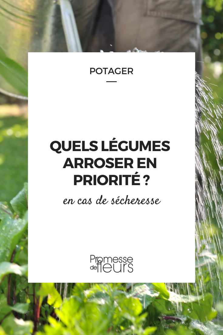 quels legumes arroser en priorite au potager en cas de secheresse