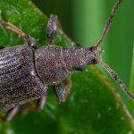 Les scarabées : amis ou ennemis du jardinier ?