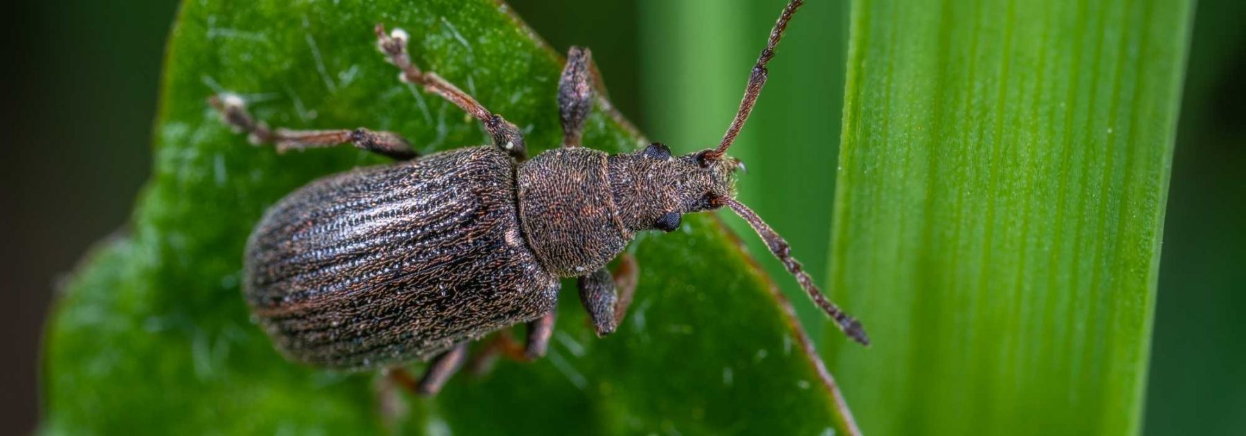 Les scarabées : amis ou ennemis du jardinier ?