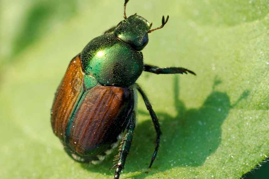 scarabee ami ennemi jardin