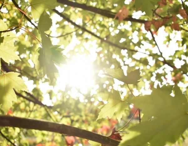 Sècheresse : mon arbre perd ses feuilles, que se passe-t-il ?