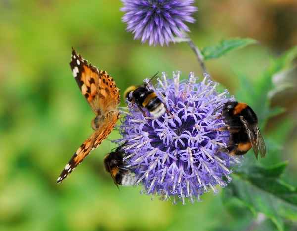 Sécheresse et insectes : doit-on s’inquiéter pour les pollinisations ?