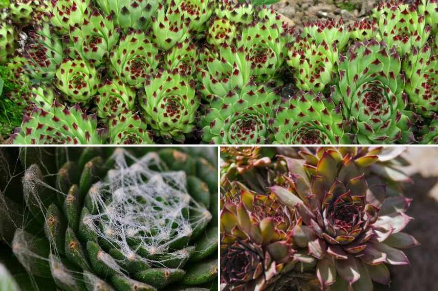 plantes succulentes rustiques