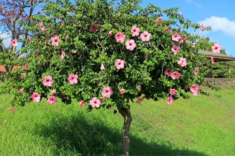 former un althéa en arbre