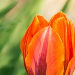 Tulipe : nos conseils pour échelonner les floraisons