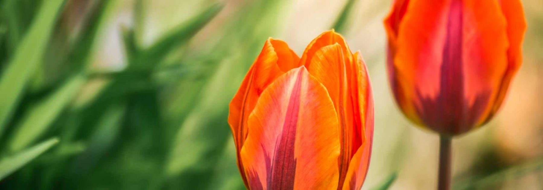 Tulipe : nos conseils pour échelonner les floraisons