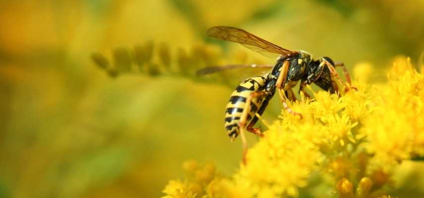 Guepes jardin ennemi ami, guêpe jardin utilise, guêpe jardin dangers