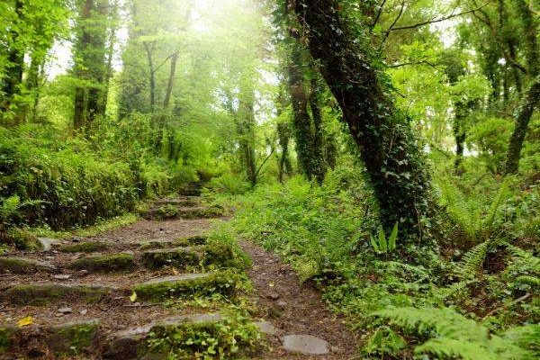 5 bonnes raisons de planter les lierres