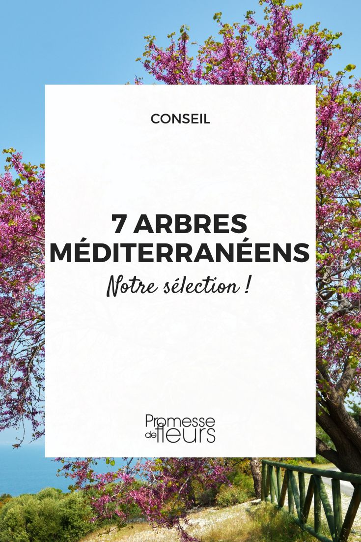 Sélection d'arbres du sud