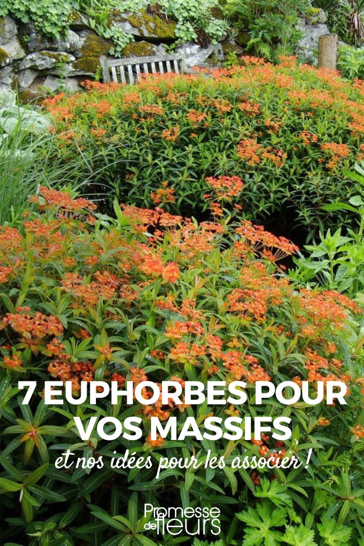 7 euphorbes pour massif