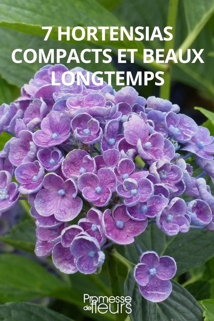 7 hortensias compacts et beaux longtemps