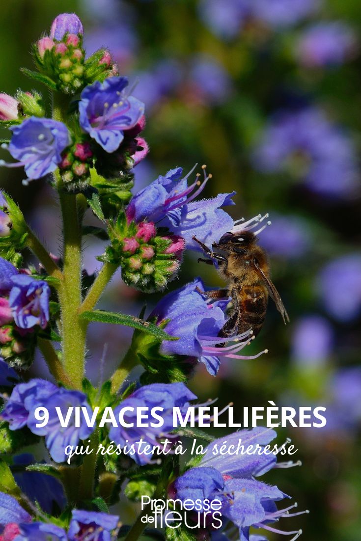 9 vivaces melliferes qui resistent a la secheresse