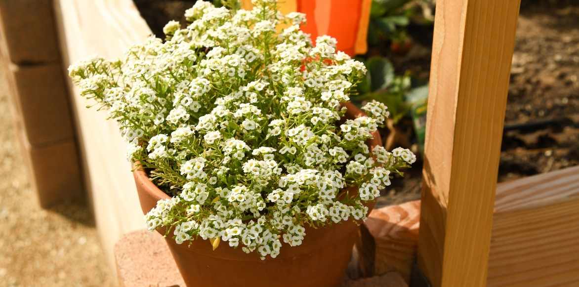 Lobularia alysse odorant, alysse maritime