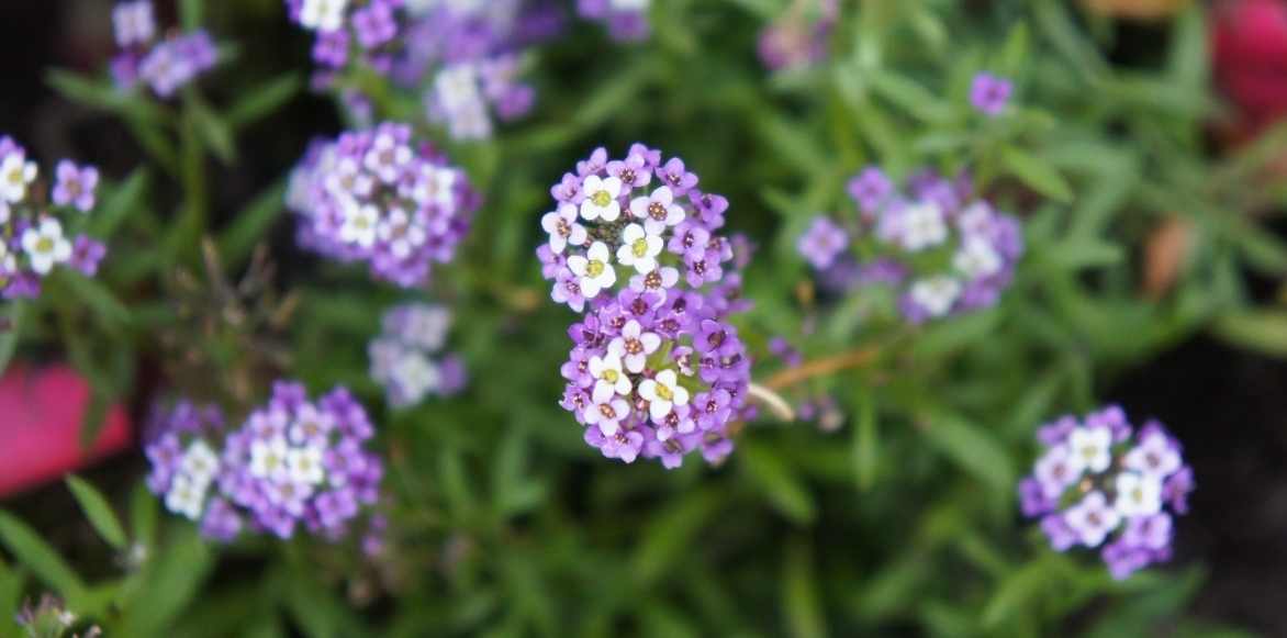 Lobularia alysse odorant, alysse maritime