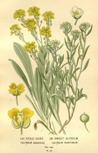 Lobularia alysse odorant, alysse maritime