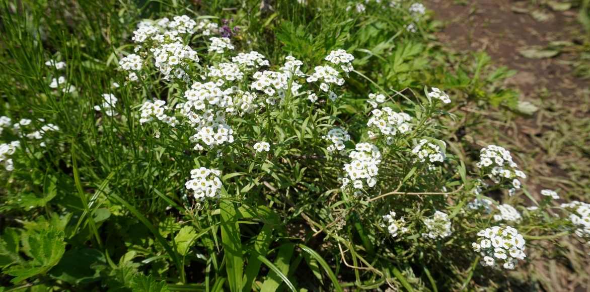 Lobularia alysse odorant, alysse maritime