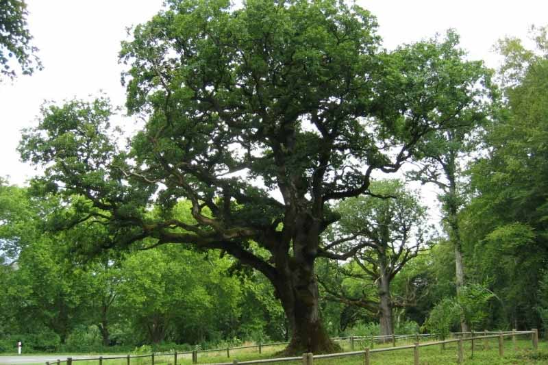 Arbres remarquables de Bourgogne-Franche-Comté