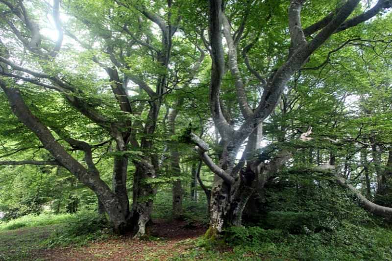 Arbres remarquables de Bourgogne-Franche-Comté