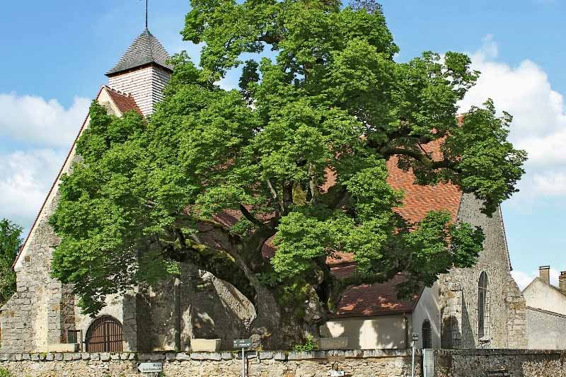 Arbres remarquables de Bourgogne-Franche-Comté