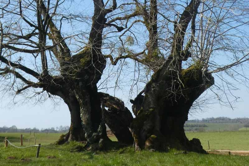 Arbres remarquables de Bourgogne-Franche-Comté