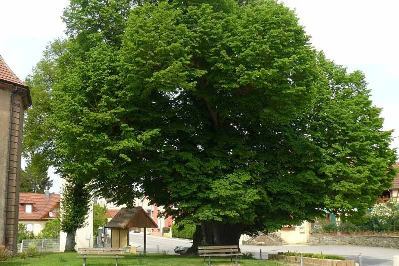 Arbres remarquables de Bourgogne-Franche-Comté