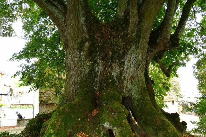 Arbres remarquables de Bourgogne-Franche-Comté