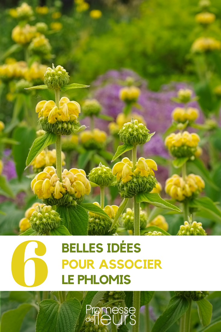 Association avec le Phlomis au jardin