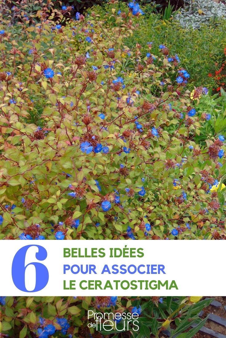 associer ceratostigma dentelaire au jardin