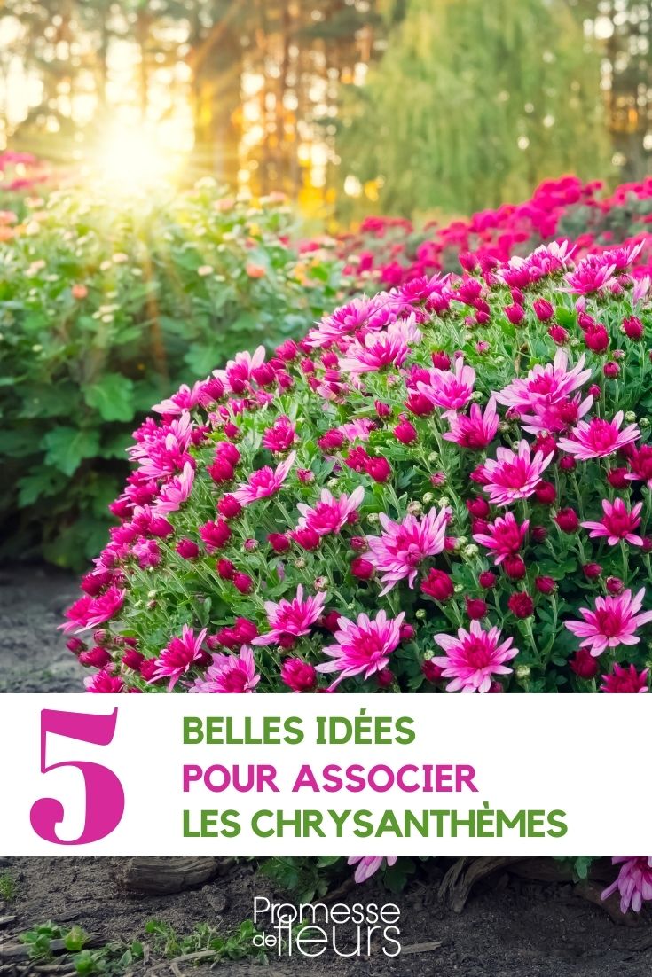 Associer les chrysanthemes