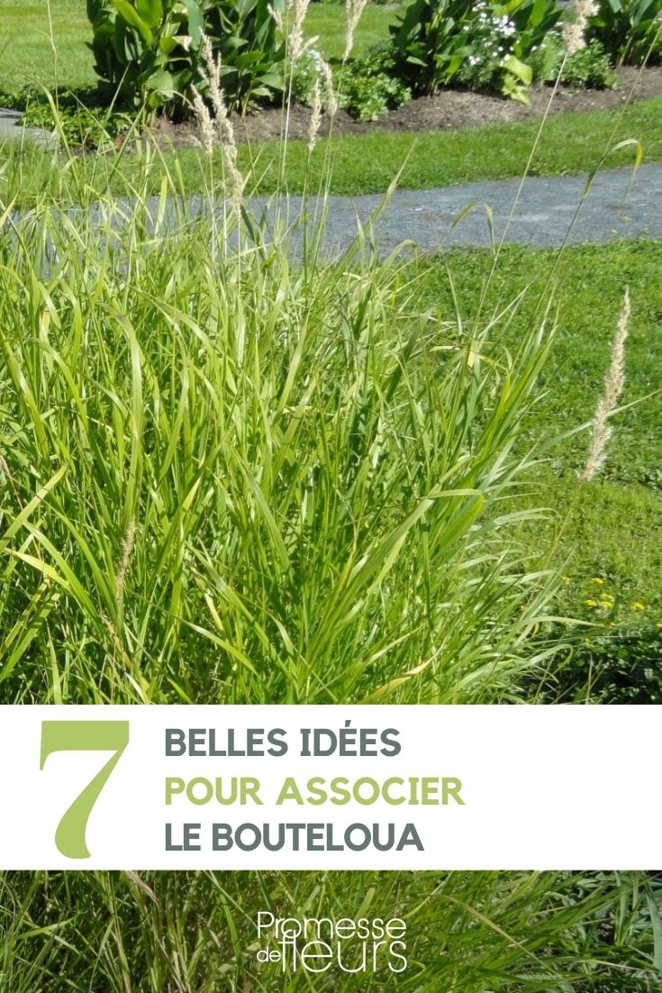 comment associer le Bouteloua au jardin