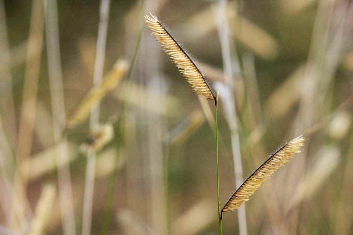 Bouteloua planter cultiver entretenir