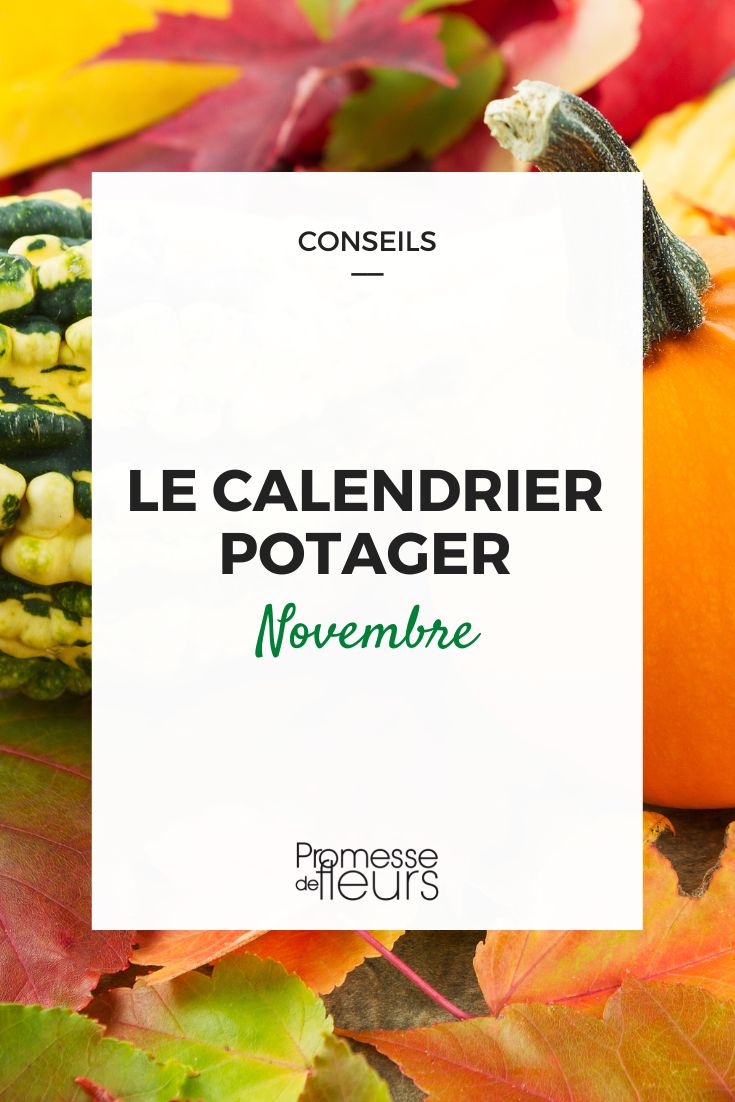 travaux potager à faire en novembre