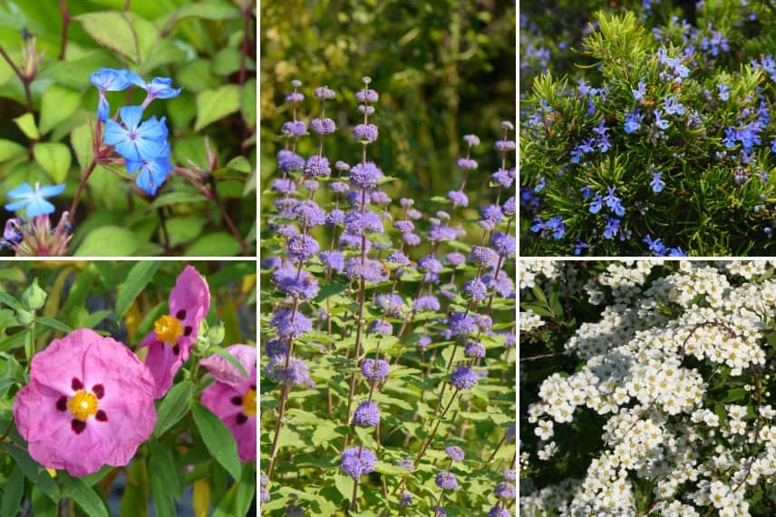 associer le Ceratostigma