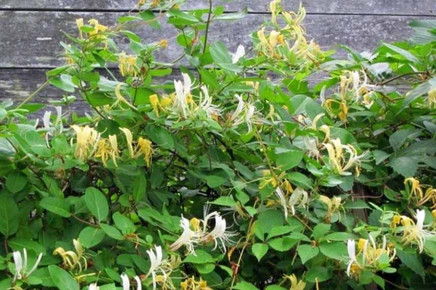 plantes blanches parfumees odorantes balcon terrasse pot