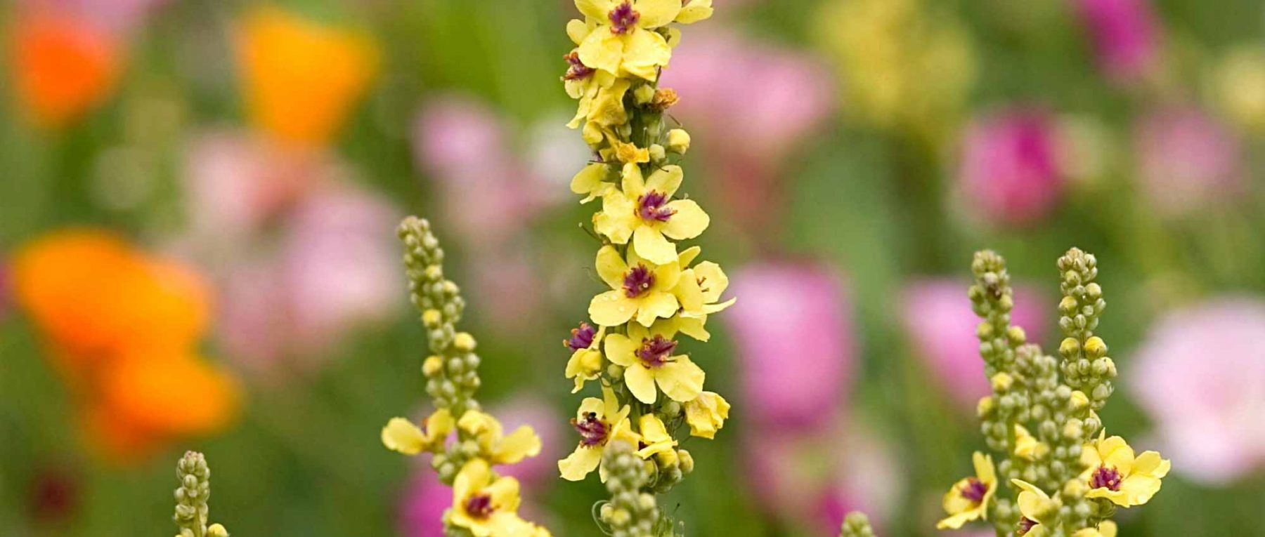 Choisir un Verbascum