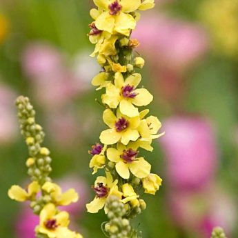 Choisir un Verbascum