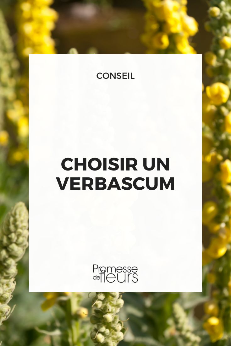 Choisir un verbascum