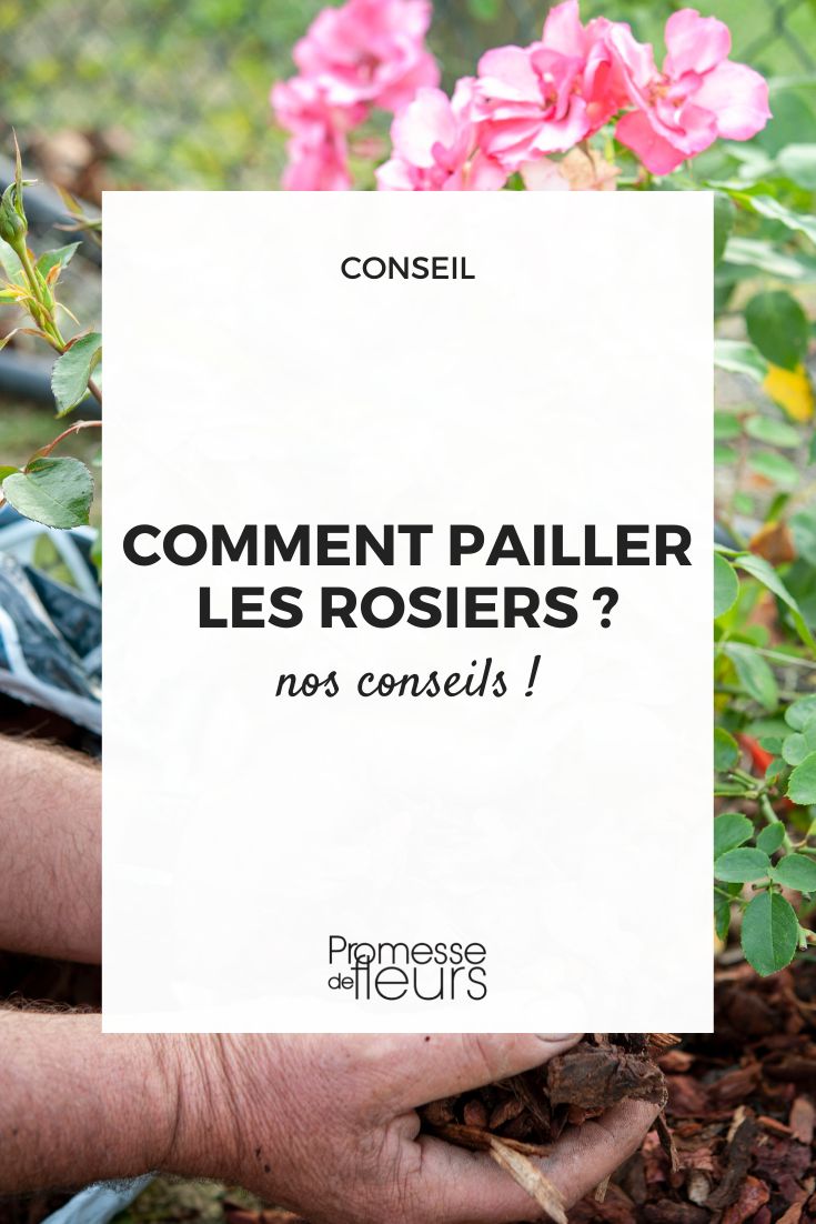 paillage mulching rosiers