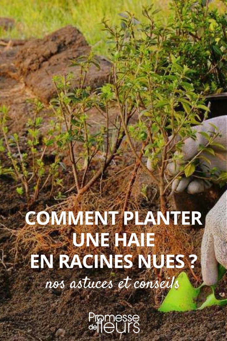 plantation arbustes de haie à racines nues