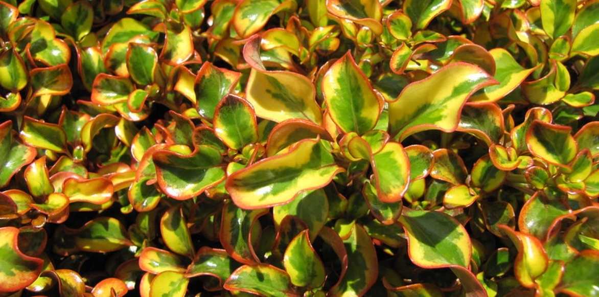 Coprosma plante miroir plantation culture entretien,