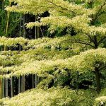 Cornus controversa - Cornouiller des Pagodes et Cornus alternifolia : planter et entretenir