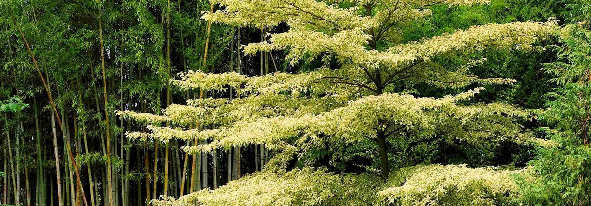 Cornus controversa - Cornouiller des Pagodes et Cornus alternifolia : planter et entretenir